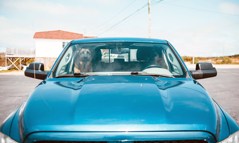 Dog in the car photo by Erik Mclean on Pexels