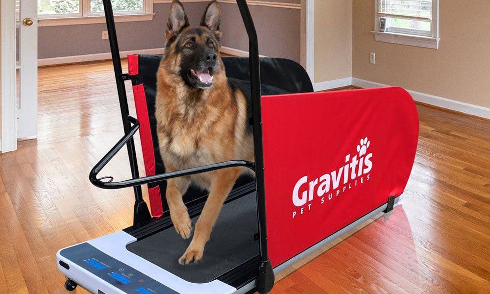 Gravitis pet treadmill