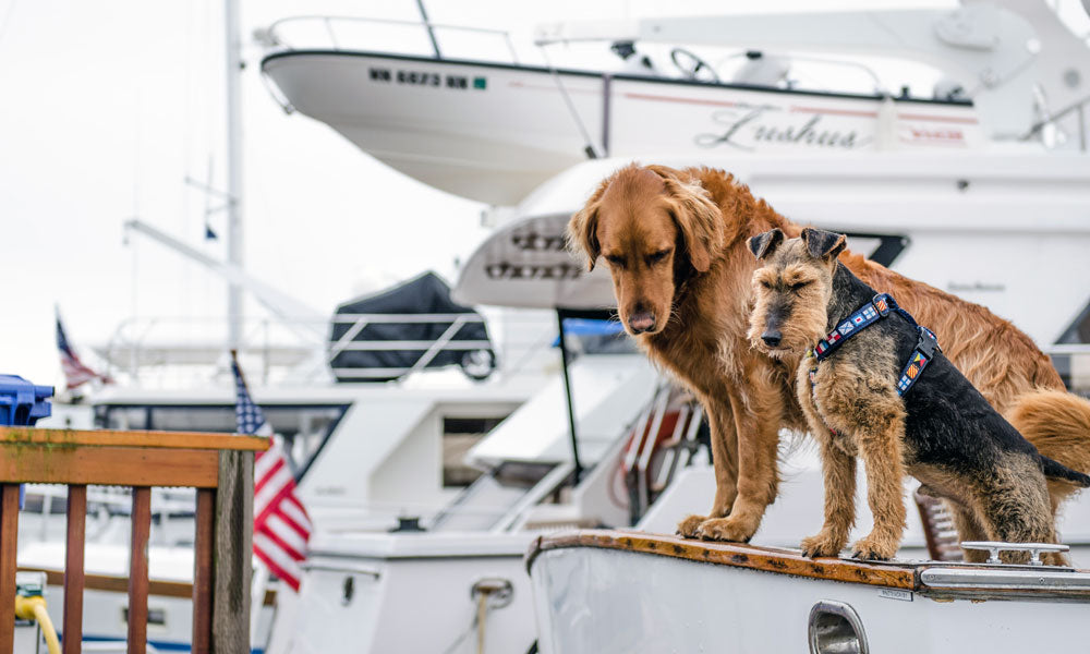 Dogs on a yacht photo by Jesse Orrico on Unsplash