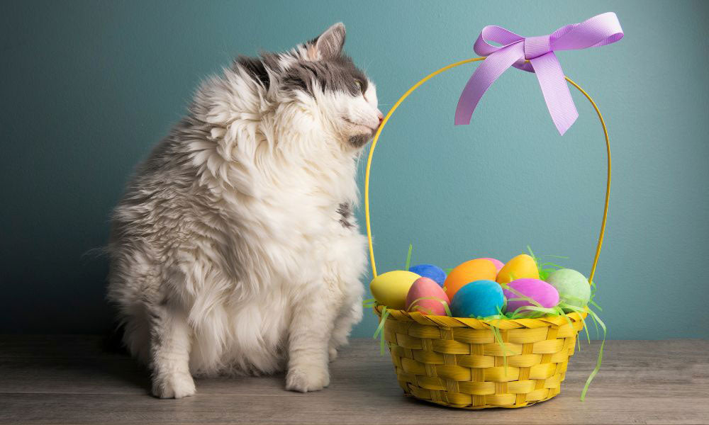 Grey cat with Easter basket