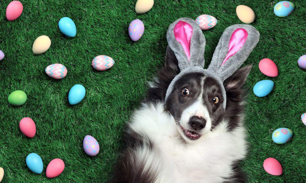Collie with easter eggs