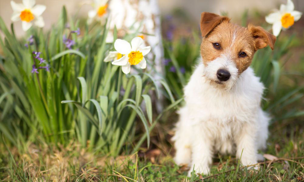 Cute terrier by spring flowers
