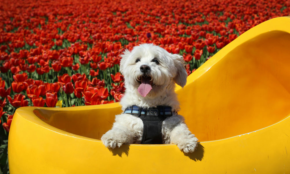 Happy dog in a tulip field