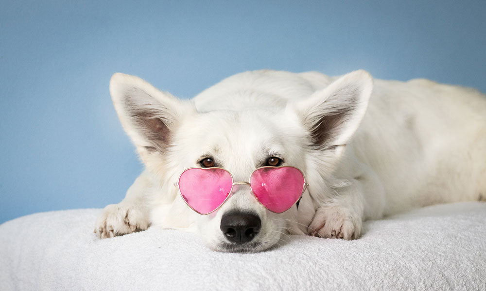 White dog photo by Simona Kidrič on Pexels