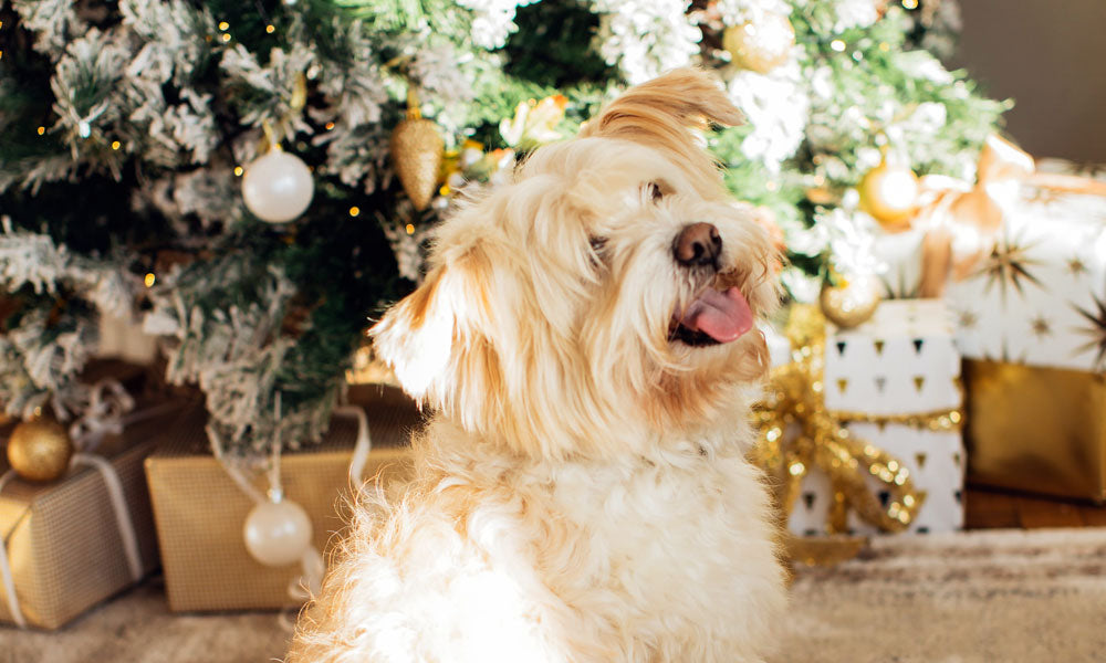 Shaggy dog photo by Elina Fairytale on Pexels