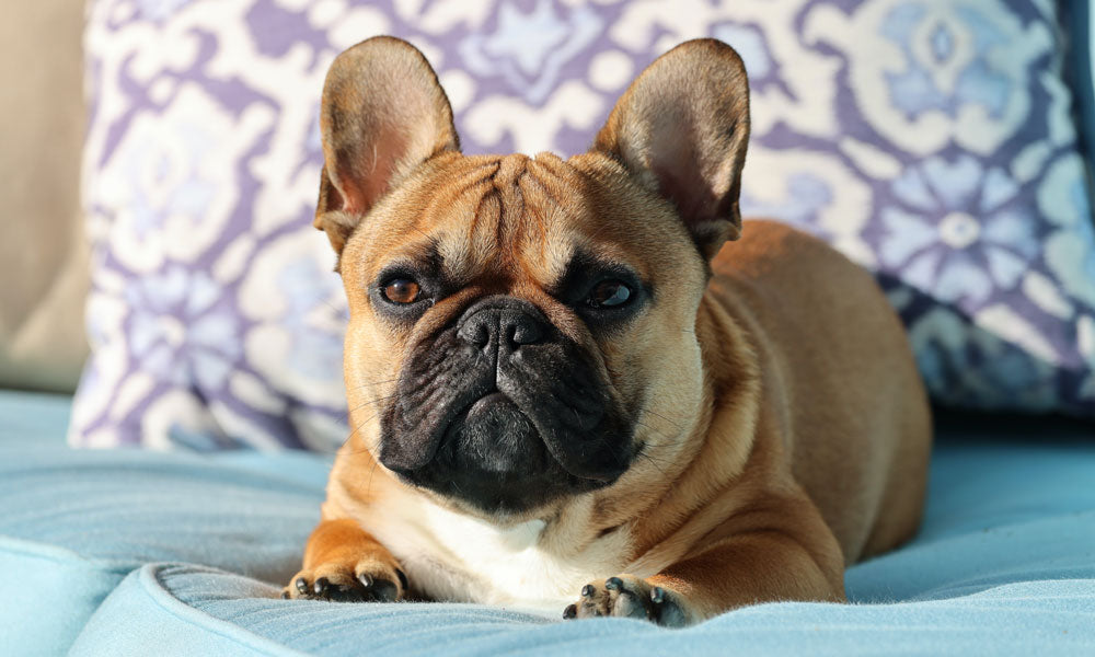 French Bulldog photo by David Kanigan on Pexels