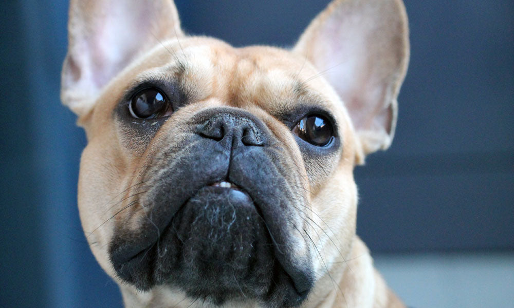 Frenchie photo by Alexia Bianchini on Pexels