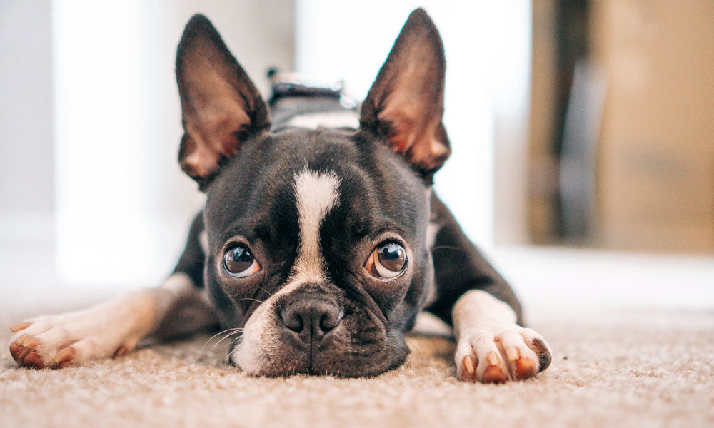 Frenchie photo by Kindred Hues Photography on Unsplash