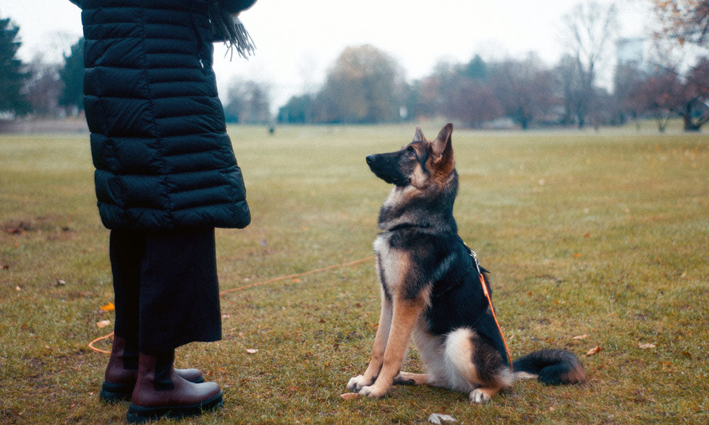 German Shepherd photo by John Tuesday on Unsplash