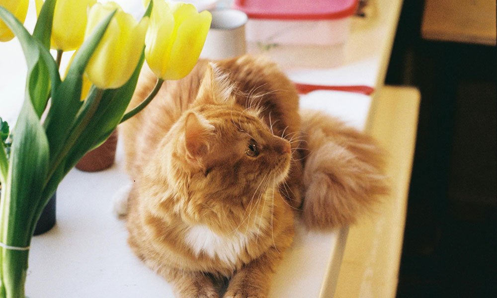 Ginger cat with tulips