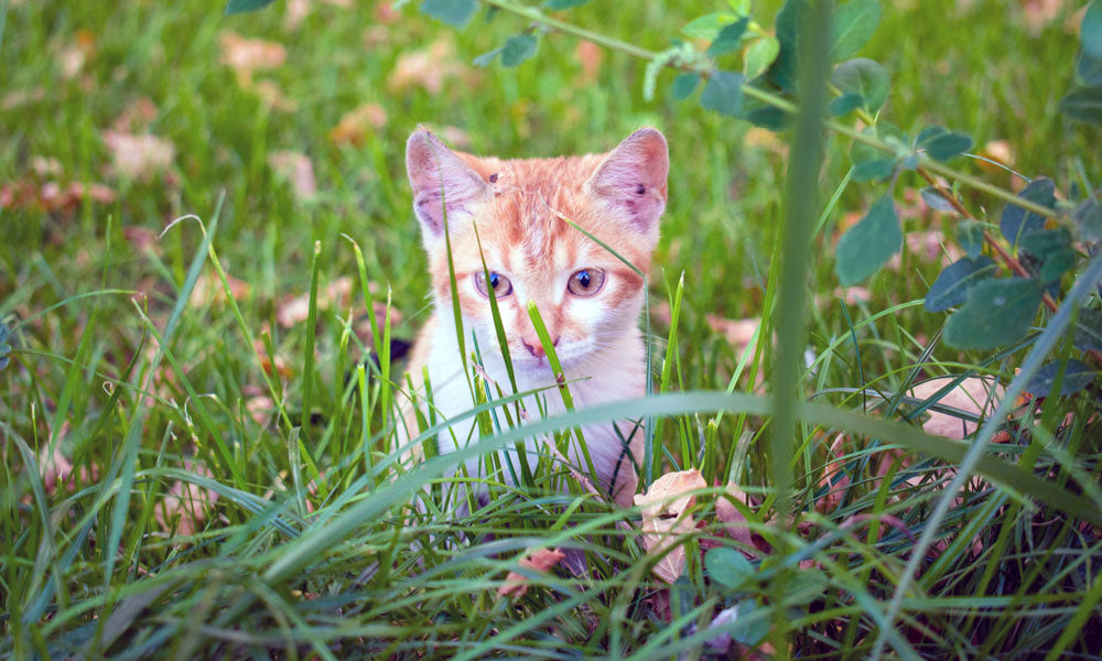 Ginger cat photo by Dorothea Oldani on Unsplash