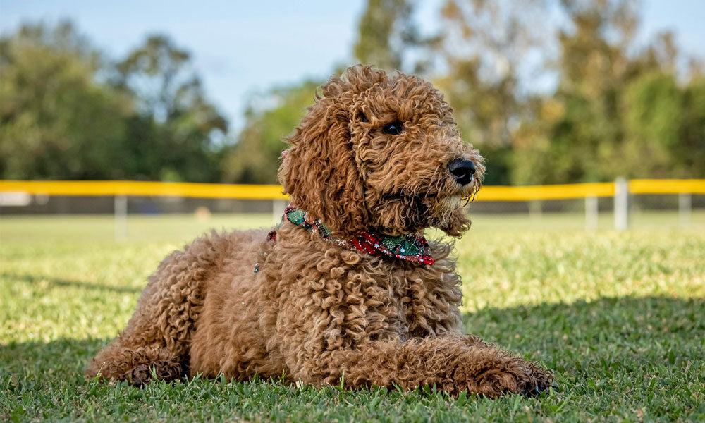 Goldendoodle pic by Alteredsnaps on Pexels