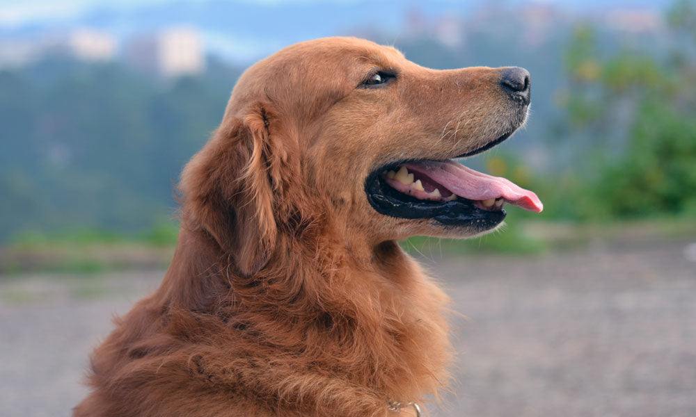 Golden Retriever photo by Garfield Best on Pexels