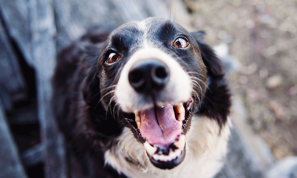 Collie photo by Kat Smith on Pexels