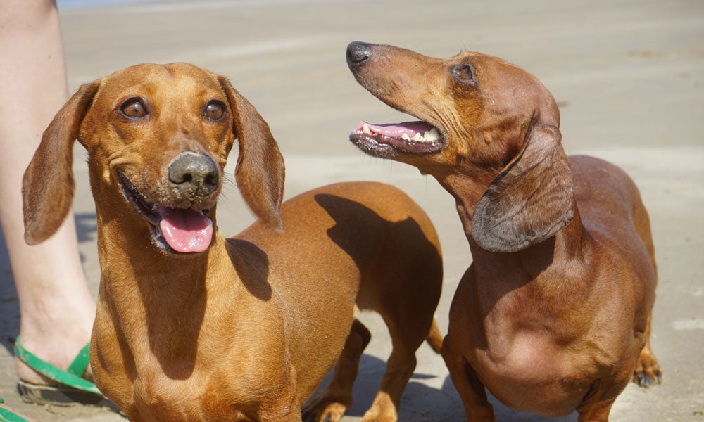 Dachshunds photo by Tatiana LM on Pexels