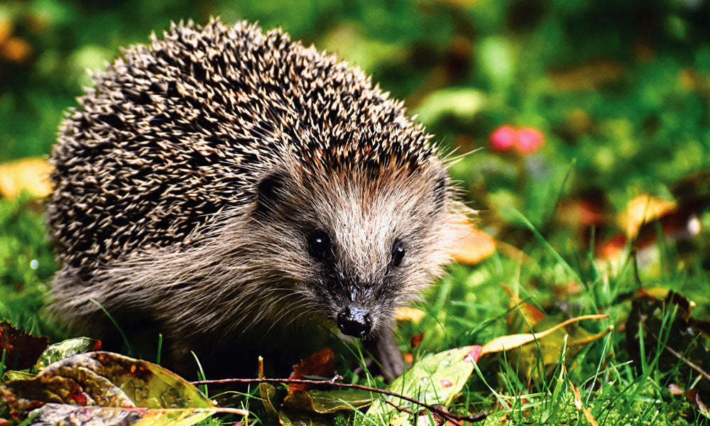 Hedgehog photo by Alexas_Fotos on Unsplash