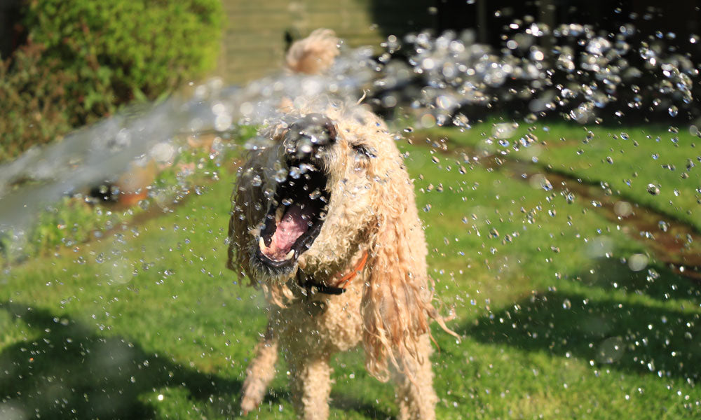 Wet dog pic by Jack Geoghegan on Pexels