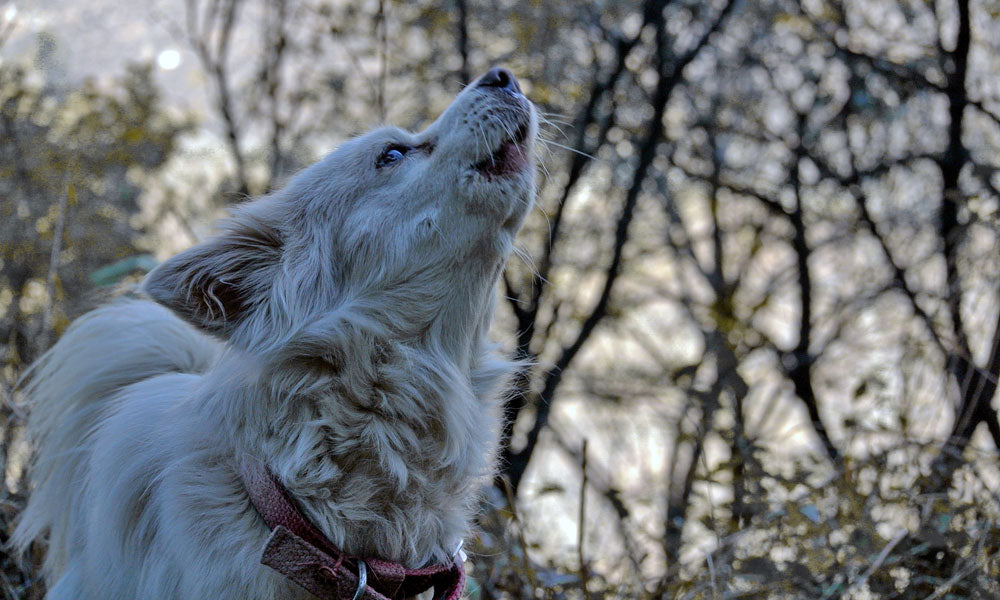 Howling dog photo by Divyan Rajveer Rana on Unsplash