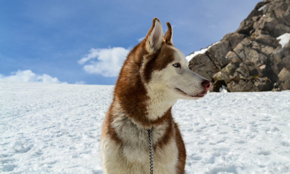 Husky photo by Joey Marrone on Pexels