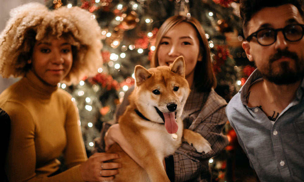 Christmas dog photo by Cottonbro studio on Pexels