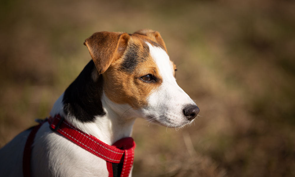 Jack Russell by James Frid on Pexels