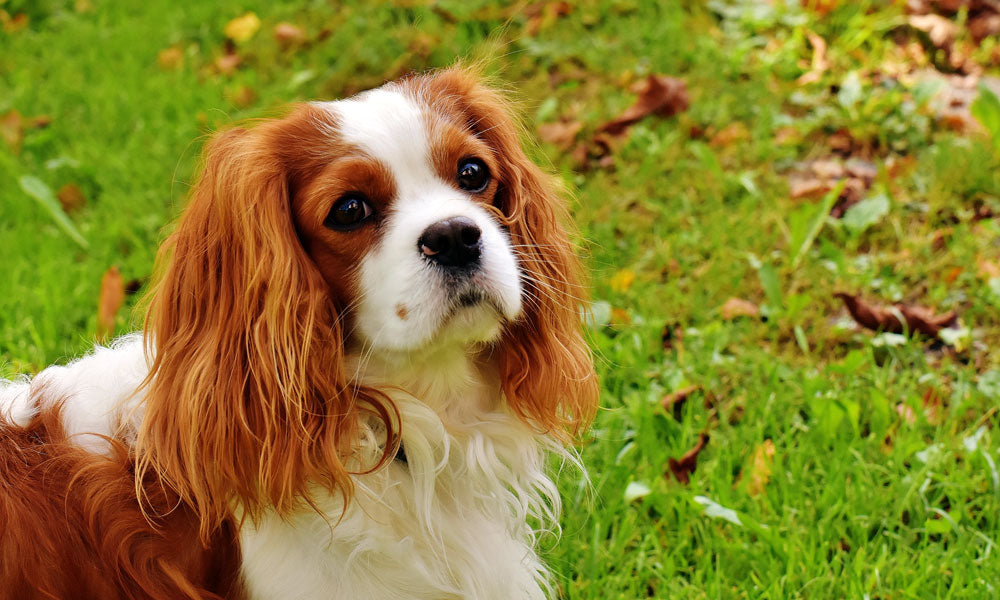 King Charles Cavalier Spaniel photo by Pixabay on Pexels