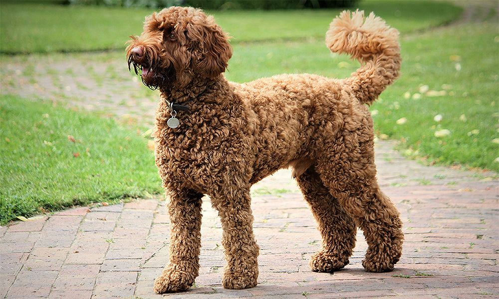 Labradoodle Photo by Bruce Williamson on Unsplash