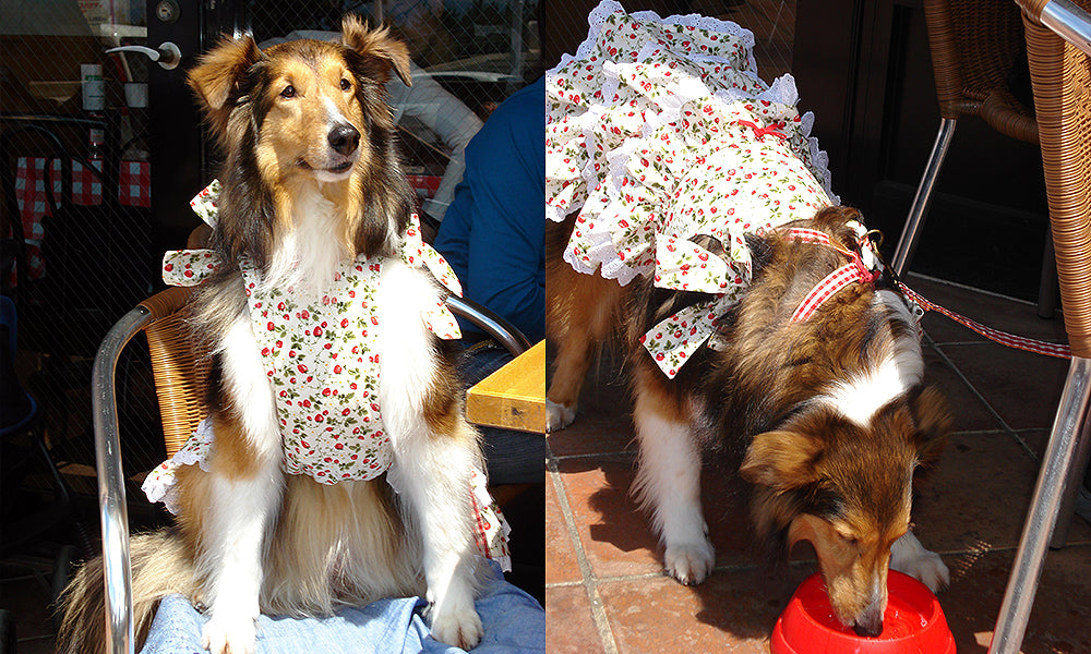 Lassie dogs in danger of becoming extinct – Gravitis Pet Supplies