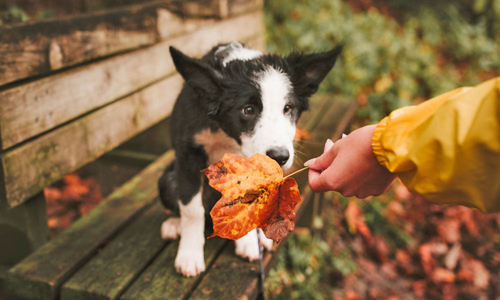 Puppy with a leaf Photo by Josh Hild on Pexels