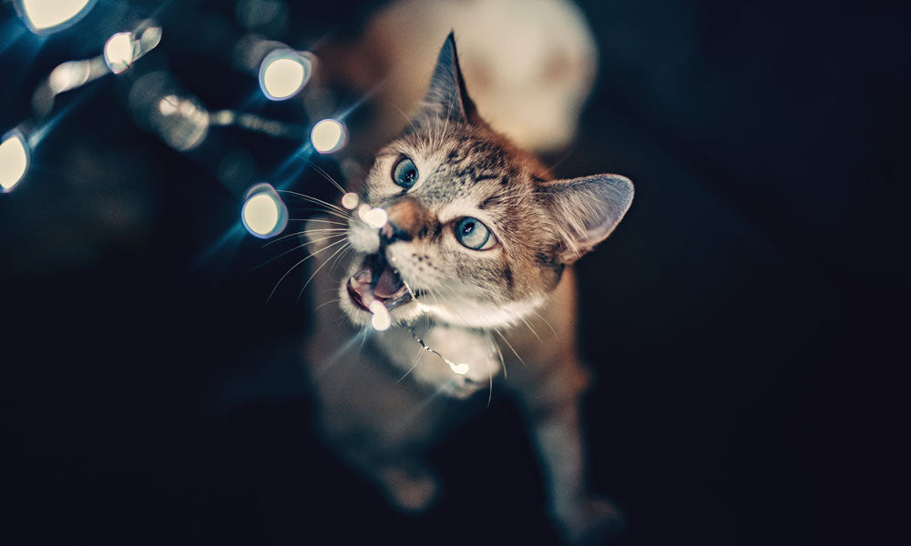 Exotic cat photo by Helena Lopes on Pexels