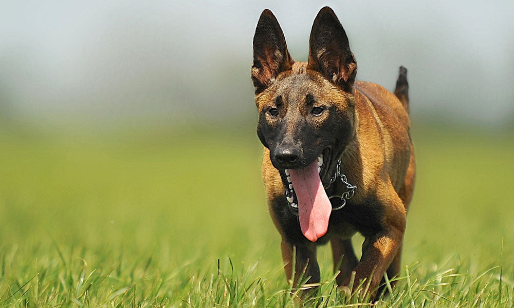 Belgian Malinois photo by Pixabay on Pexels