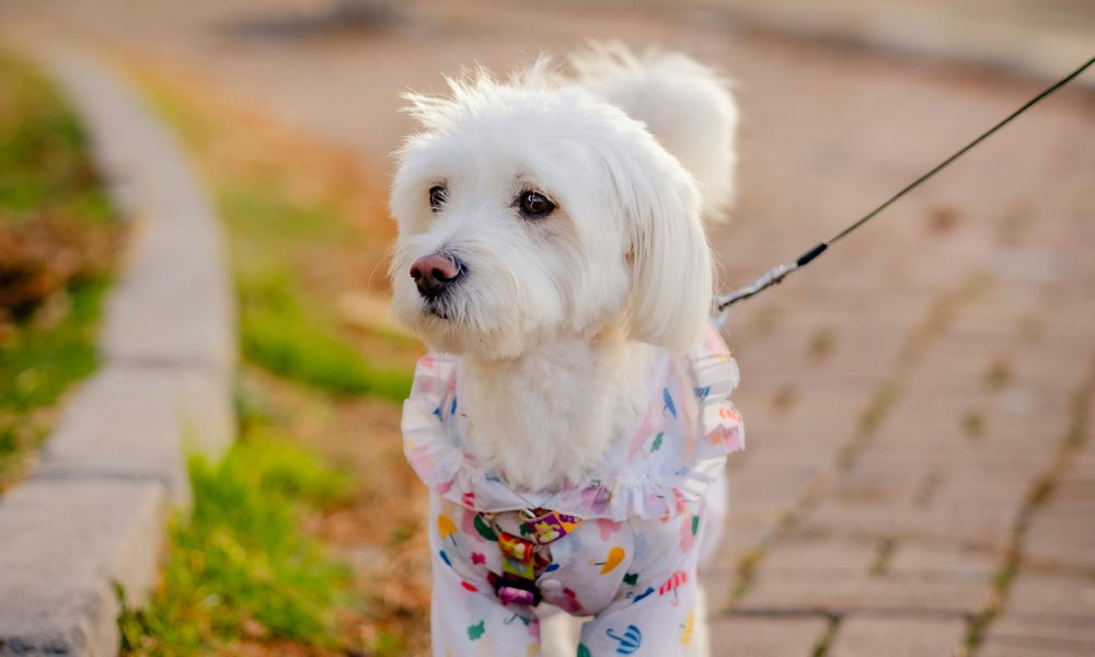 Malitpoo pic by Sadi Gökpınar on Pexels