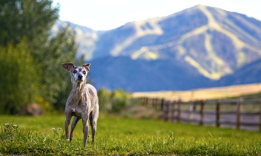 Whippet Photo by Brian Gerry on Unsplash