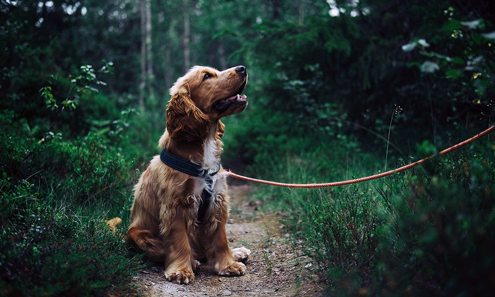 Dog walking Photo by Johann on Pexels