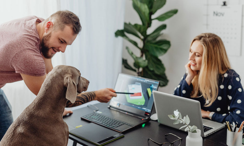 Weimaraner photo by Karolina Grabowska on Pexels