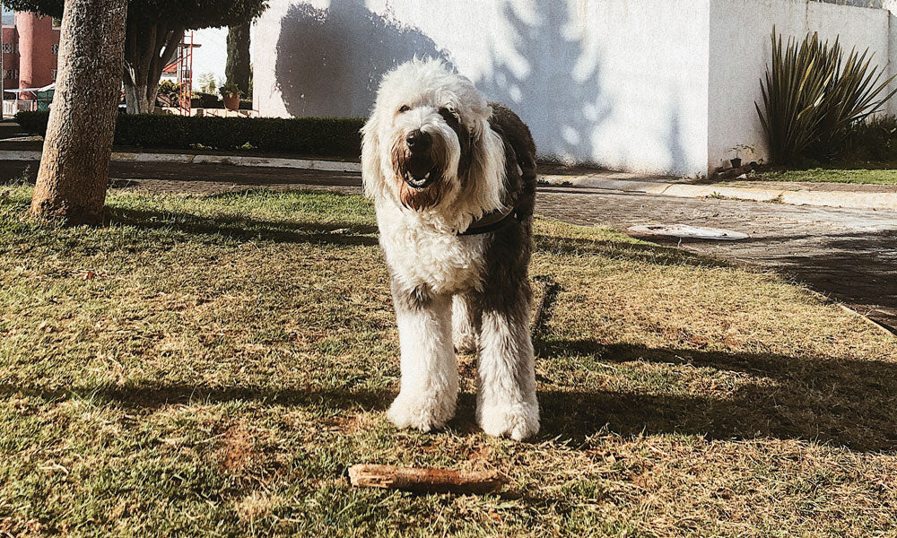 Old English Sheepdog by Obed Hernández on Unsplash