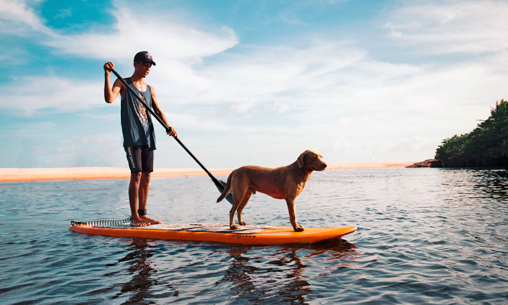 Paddle boarding dog photo by Marco López on Unsplash