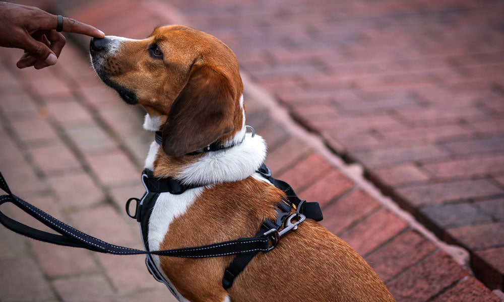 Beagle photo by Jermaine Lewis on Pexels