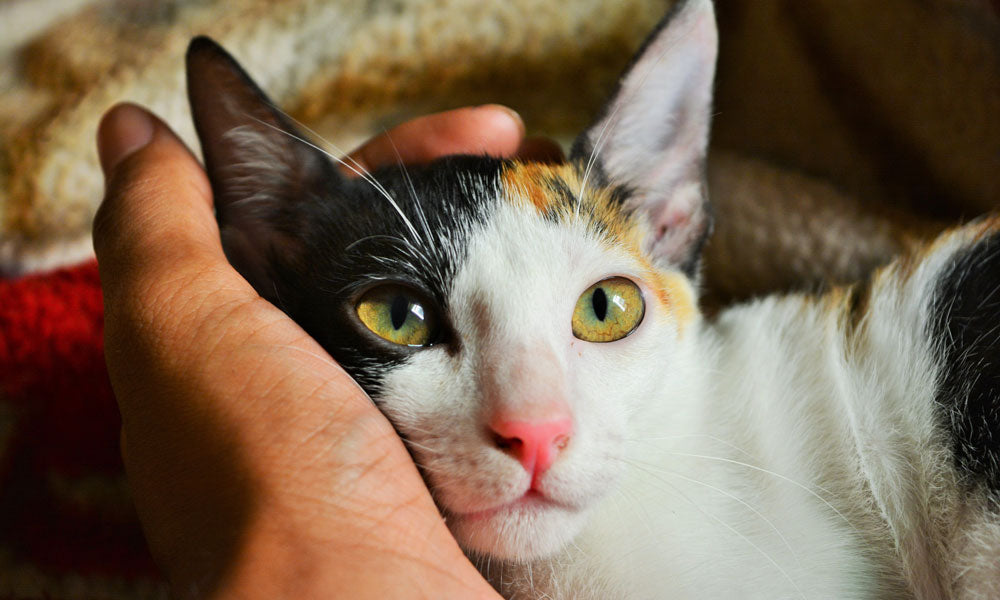 Calico cat photo by Amiya Nanda on Pexels