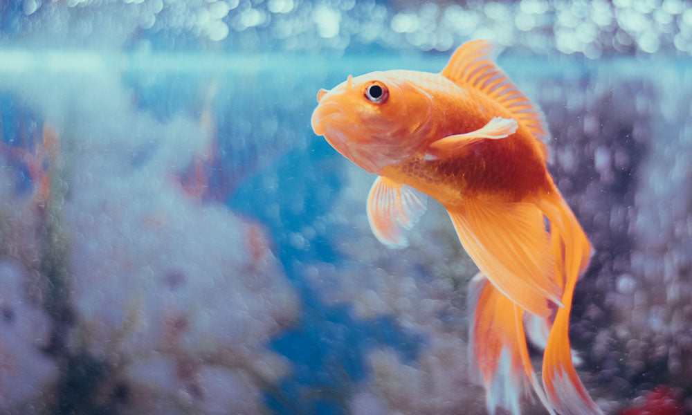 Pet fish photo by Kabita Darlami on Pexels