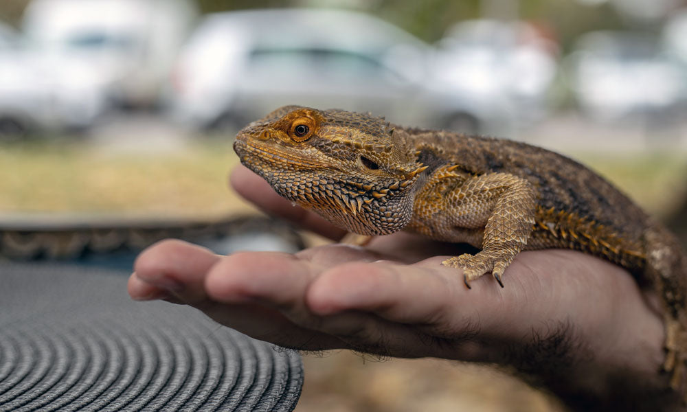 Pet lizard photo by Boris Hamer on Pexels