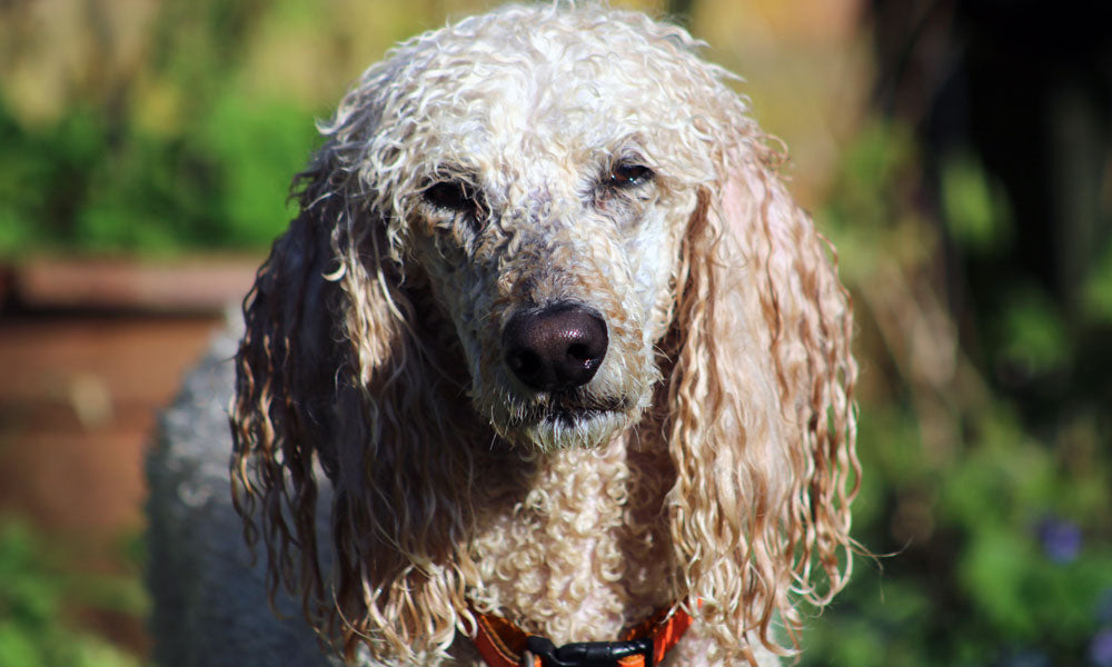 Standard Poodle photo by Jack Geoghegan on Pexels