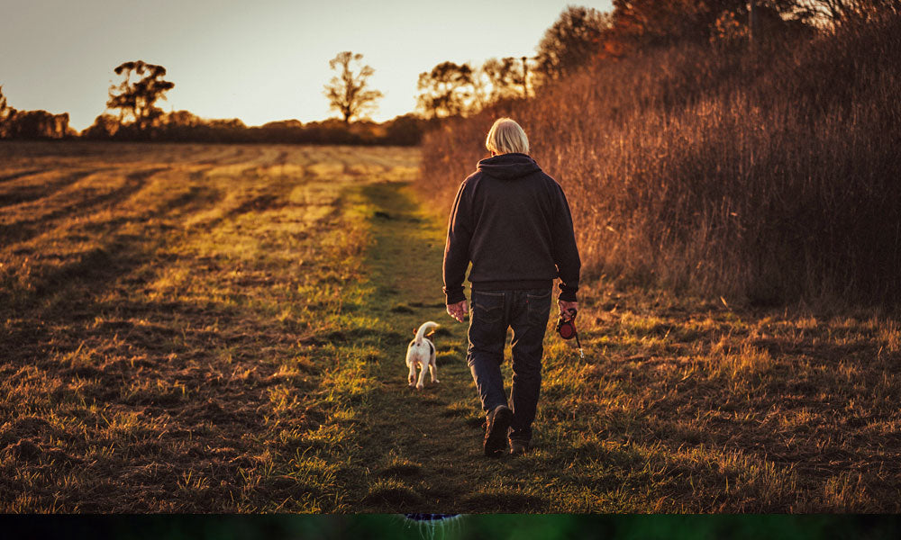 Dog walk photo by James Frid on Pexels