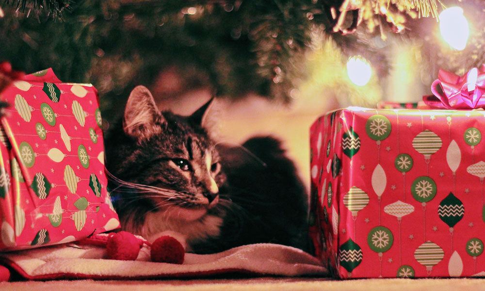 Gift cat photo by Jenna Hamra on Pexels