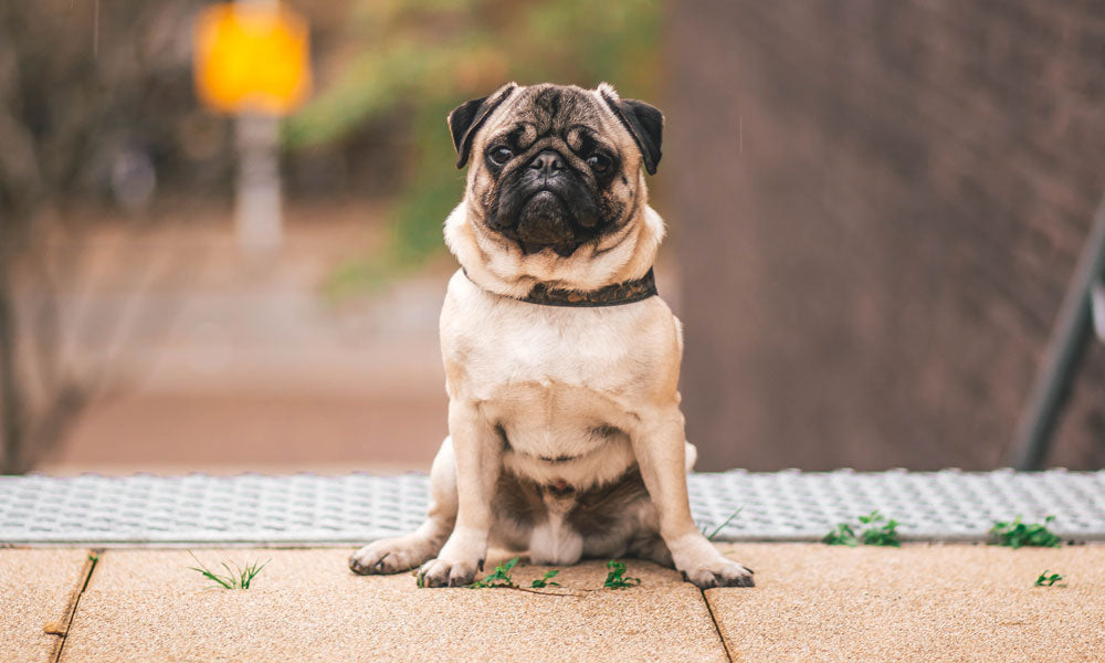 Pug by  Steshka Willems on Pexels