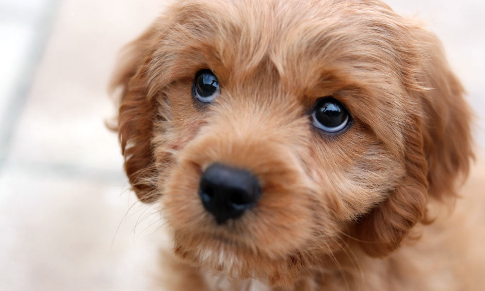 Puppy with puppy-dog-eyes photo by Mia Anderson on Unsplash