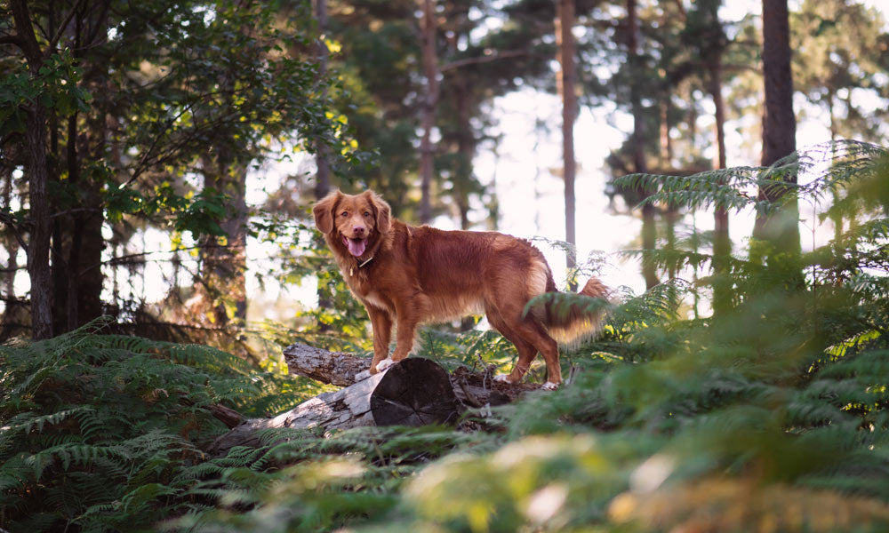 Red dog Photo by Jamie Street on Unsplash