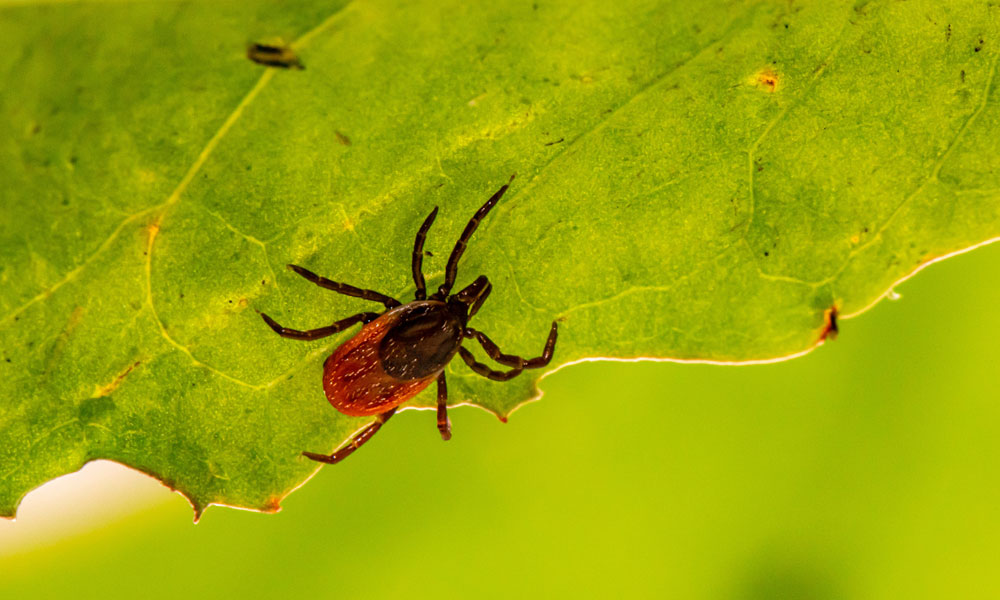 Tick photo by Erik Karits on Unsplash