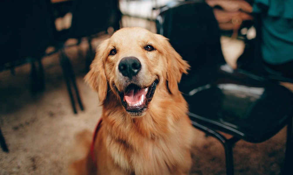 Retriever photo by Helena Lopes on Pexels