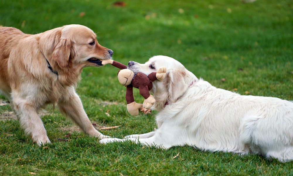 Retriever photo by Barnabas Davoti on Pexels